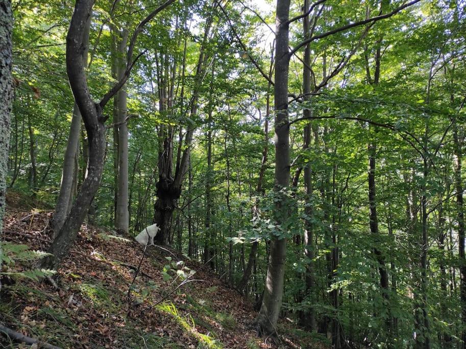 Casa Del Cios Calda E Intima Casetta Immersa Nel Verde Delle Montagne Alpe Basciumo Exterior foto
